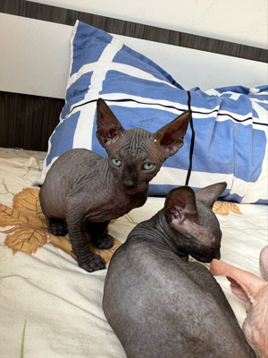 Pisica rasa Sphinx Disponibile - imagine 10 Pisica rasa Sphinx Disponibile - imagine 10