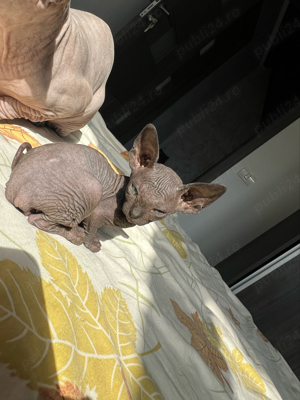 Pisica rasa Sphinx Disponibile - imagine 8 Pisica rasa Sphinx Disponibile - imagine 8