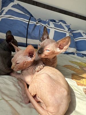 Pisica rasa Sphinx Disponibile - imagine 9 Pisica rasa Sphinx Disponibile - imagine 9