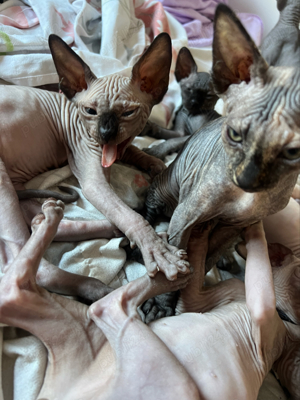 Pisica rasa Sphinx Disponibile - imagine 4 Pisica rasa Sphinx Disponibile - imagine 4