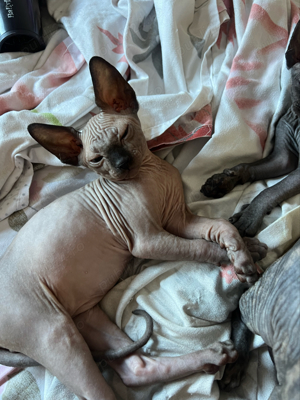 Pisica rasa Sphinx Disponibile - imagine 2 Pisica rasa Sphinx Disponibile - imagine 2