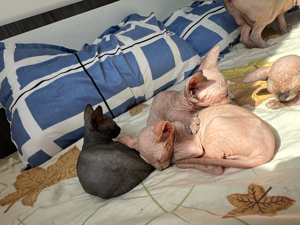 Pisica rasa Sphinx Disponibile - imagine 7 Pisica rasa Sphinx Disponibile - imagine 7