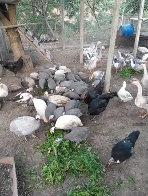 Ouă bibilică exotică, pentru incubat sau consum! - imagine 2