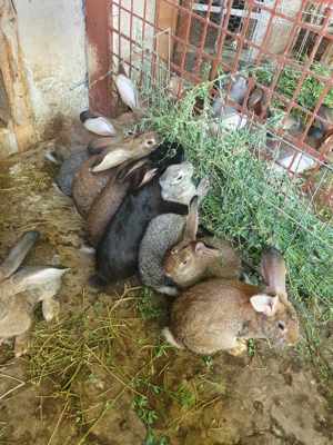 Iepuri uriasi germani angola de diverse varste și culori - imagine 3 Iepuri uriasi germani angola de diverse varste și culori - imagine 3