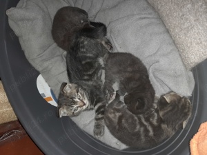 Scottish Fold Silver Taby - imagine 5