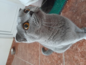 Scottish Fold blue white - imagine 3