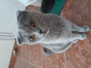 Scottish Fold blue white - imagine 2