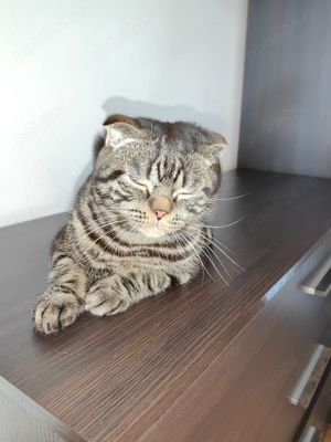 Scottish Fold Silver Taby - imagine 2