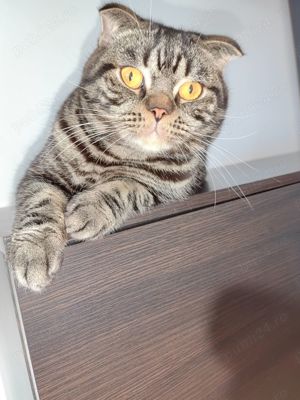 Scottish Fold Silver Taby - imagine 3