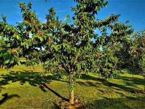 Consultanță starea gradinii