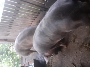 Porc rasa petrain romanesc 