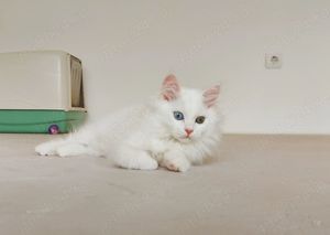 Angora Turceasca   CEACARA - imagine 7