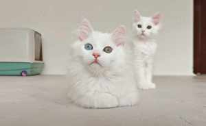 Angora Turceasca   CEACARA - imagine 9