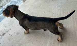 teckel sarmos  - imagine 2 teckel sarmos  - imagine 2