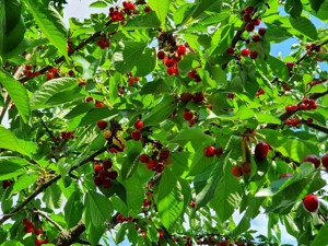 Teren intravilan Oradea Fagetului -panorama deosebita - imagine 4