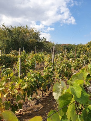 Teren intravilan Oradea Fagetului -panorama deosebita - imagine 5