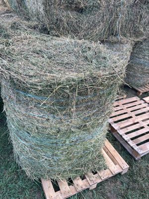 Baloți de calitate de fan si semifan din lucerna în  agricultură ecologică sau schimb cu vitei carne - imagine 5