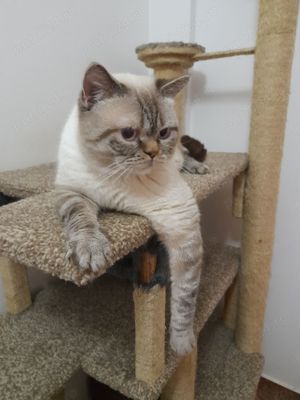 Scottish Fold Silver Taby - imagine 6