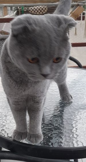 Scottish Fold Silver Taby - imagine 4