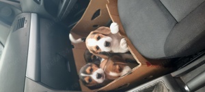 Pui beagle tricollor