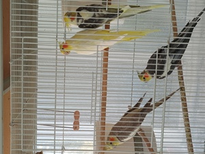 De vanzare : - imagine 2