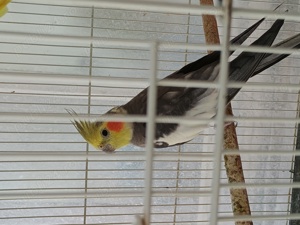 De vanzare : - imagine 3