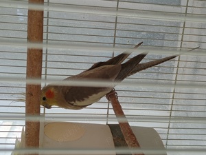 De vanzare : - imagine 5