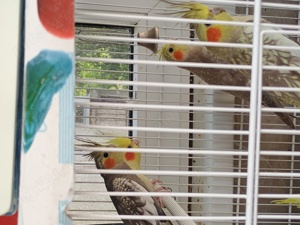 De vanzare : - imagine 6