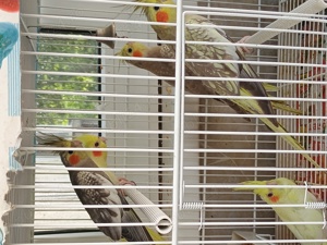 De vanzare : - imagine 8