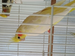 De vanzare : - imagine 4