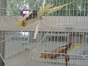 De vanzare : - imagine 7