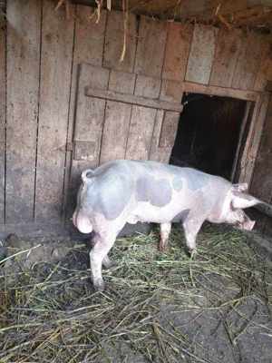 Vier Petran de dat la monta  - imagine 2 Vier Petran de dat la monta  - imagine 2