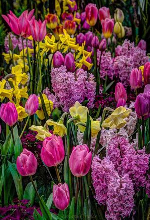 Lalele , narcise ,zambile ,branduse , ghiocei , muscarii