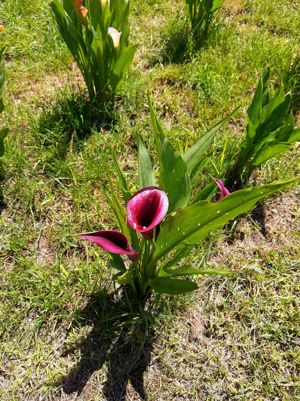 Anemone , zantedeschia , frezii , ranunculus ,sparaxis , ixia 