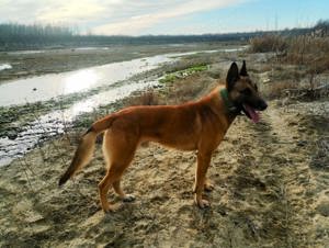 Ciobanesc Belgian Malinois - m o n t a - imagine 2