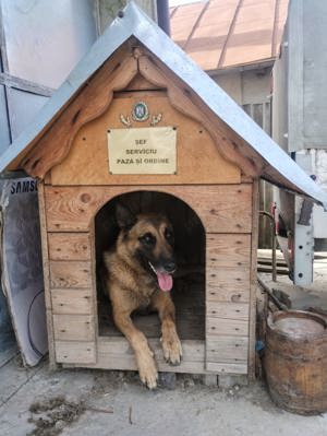 Ciobanesc Belgian Malinois - m o n t a - imagine 5