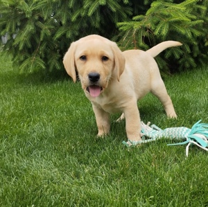 Pui Labrador Retriever Auriu  - imagine 4