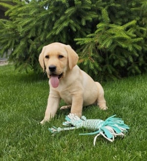 Pui Labrador Retriever Auriu  - imagine 5