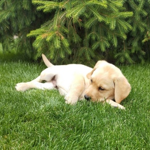 Pui Labrador Retriever Auriu  - imagine 3