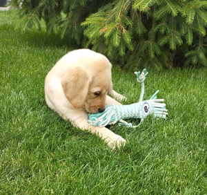 Pui Labrador Retriever Auriu  - imagine 2