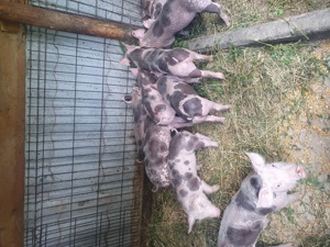 purcei petrain belgian - imagine 2