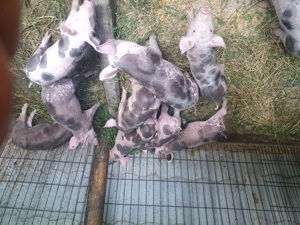 purcei petrain belgian - imagine 3