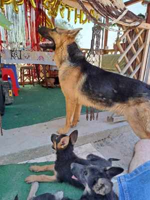 Ciobănesc German câine lup  - imagine 4