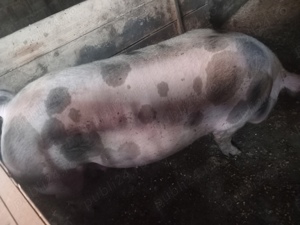 vand porci - imagine 2 vand porci - imagine 2