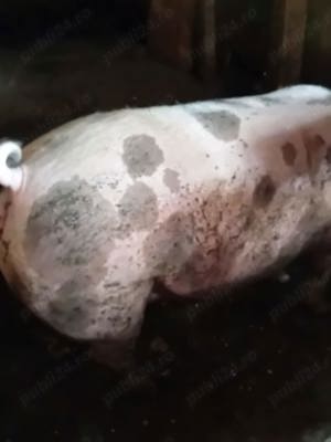 porci de vanzare
