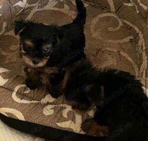 Vand Yorkshire Terrier - imagine 2