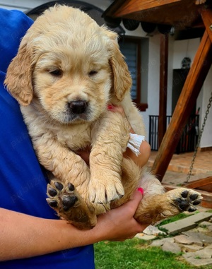 Fetita Golden Retriever , asiguram transport, la cerere si pasaport