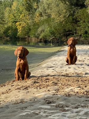 Viszla căței de vânzare 
