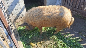 Porci mangalita pentru sacrificare 3 bucati greutate 160-170 kilograme