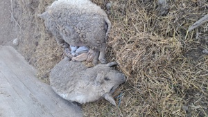 Scroafe pentru reproductie mangalita - imagine 2